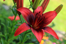 Lilie Tango_dunkelrot_900.webp