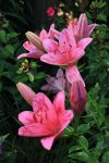 Lilie_rosa_pink_gestrichelt_800.JPG