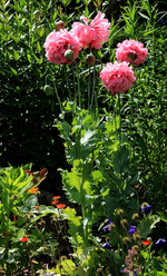 Mohn_gefüllt_rosa_800.JPG