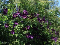 Daniel Deronda_full bloom_27062018_900.JPG