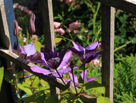 Dorothy Walton_full bloom_800.JPG