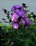 Phlox_lila_weisser Kelch_700.JPG