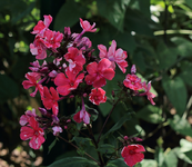Phlox_pink_weiss getüpfelt_800.JPG