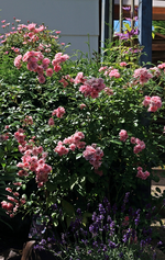 Rose_klein_gefüllt_rosa_Lavendel lila_Clemi_lila_700.webp