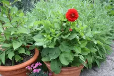 Garten Juni 88.jpg