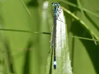 Azurjungfer.webp