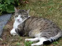 Besuch aus dem Nachbarsgarten.webp
