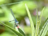 Hufeisen-Azurjungfer.webp