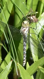 Mosaikjungfer.webp