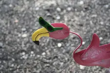 Garten Juni 89.jpg