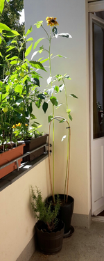 20180629_151345-1.webp 20180629_151345-1.webp