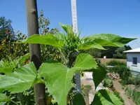 DSC00061.webp