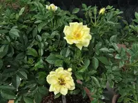 DSC04544.webp