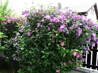 DSC04525.webp