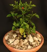 dwarf Chiltepen 1.webp