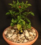 dwarf Chiltepen 1.jpg