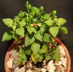 dwarf Chiltepen 2.jpg