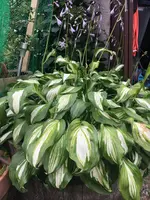 2018-06-26 Funkie2.webp