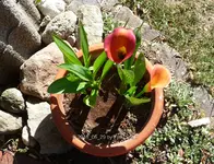 Forum Callas P1100023.webp