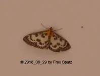 Forum Falter Brennnesselzünsler Anania hortulata   P1100028.webp