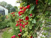 Garten Ende Juni 1.webp