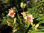 Garten Ende Juni 3.jpg