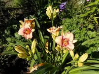 Garten Ende Juni 3.webp
