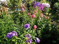 Garten Ende Juni 4.jpg