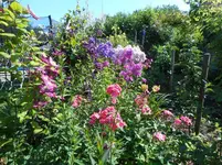Garten Ende Juni 5.jpg
