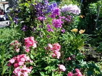 Garten Ende Juni 6.jpg