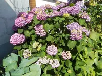 Gartenhortensie 1.webp