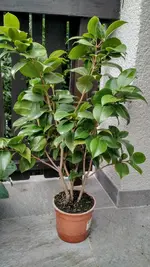 IMG_20180630_131246780_HDR.webp