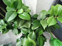 DSC04531.webp