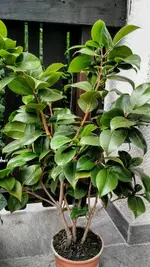IMG_20180630_131256256.webp