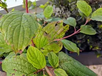 IMG_20180630_141944.webp IMG_20180630_141944.webp
