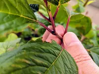 IMG_20180630_142032.webp IMG_20180630_142032.webp