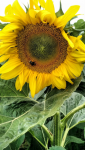 IMG_20180628_154801078.png
