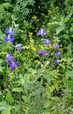 IMG_20180629_170121077.webp