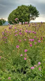 IMG_20180629_164900432_HDR.webp