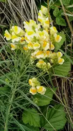 IMG_20180629_162942512.webp