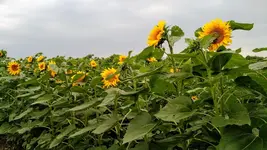 IMG_20180629_161935293_TOP.webp