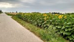 IMG_20180629_161906000_HDR.jpg
