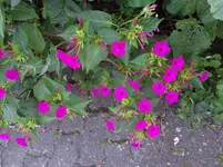 DSC03375.webp