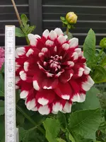 20180701_081911.webp