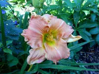 Taglilien 1.webp