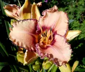 Taglilien 2.webp