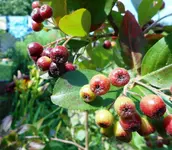 Aroniabeeren 2.jpg