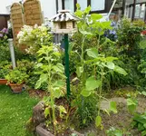 Sonnenblumen 1.webp