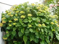 Hortensie 1.webp