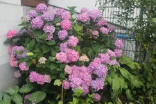 Hortensie 3.webp